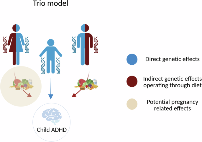 Genetic investigation of the association between maternal dietary patterns and offspring ADHD Genetic investigation of the association between maternal dietary patterns and offspring ADHD