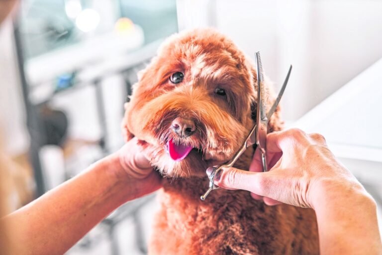 How keeping your pup groomed improves their health