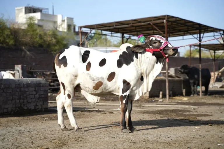 Stakeholders urge Pakistan dairy reform amid nutrition crisis Nutrition Insight logo