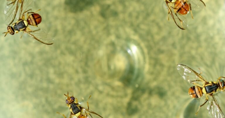 How to get rid of fruit flies: easy DIY traps that work (UK guide) How to get rid of fruit flies: easy DIY traps that work (UK guide)