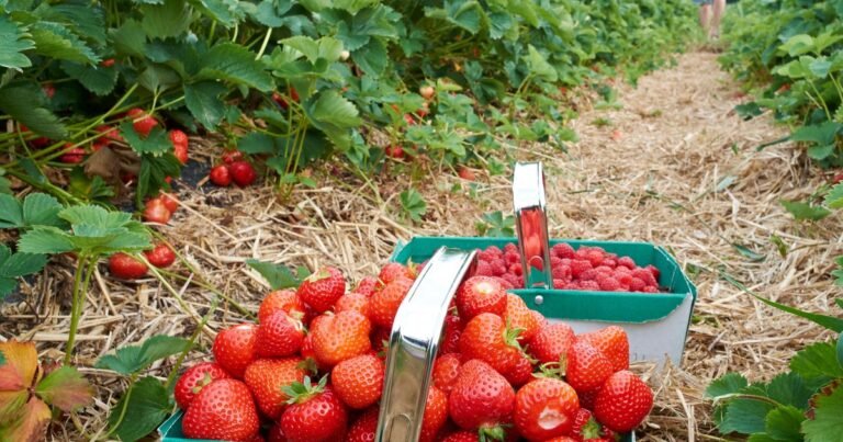 The Best Pick-Your-Own Strawberry Farms In The UK The Best Pick-Your-Own Strawberry Farms In The UK