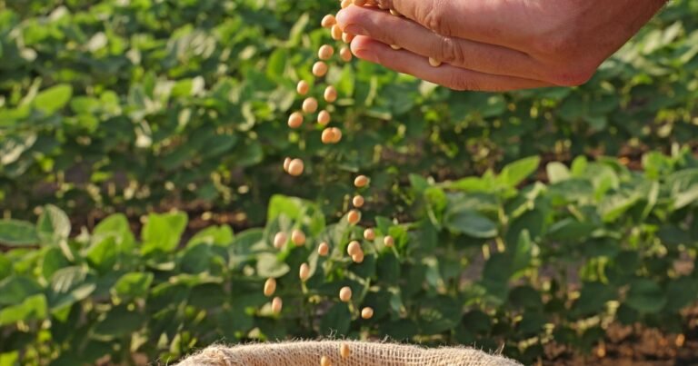 Can Beans Save The World?