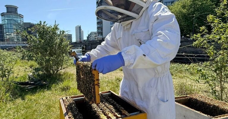 How to get into urban beekeeping