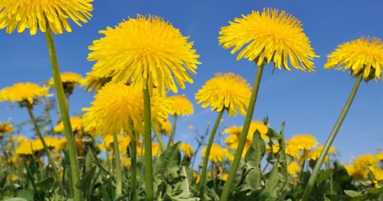Health benefits of dandelion | Good Food Health benefits of dandelion | Good Food