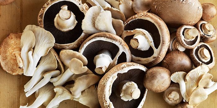 10 Types Of Mushrooms And Their Uses 10 Types Of Mushrooms And Their Uses