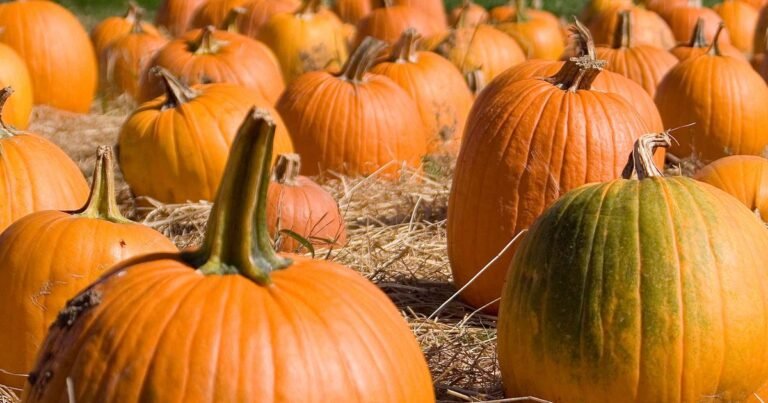 34 best pumpkin patches in the UK 2026