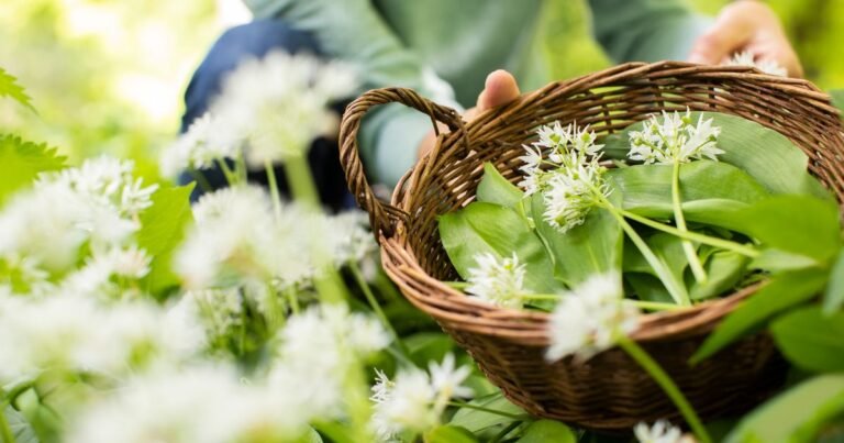 Foraging: A beginner’s guide | Good Food